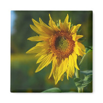 Sunflower Refrigerator Magnet