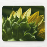 Sunflower Mouse Pad