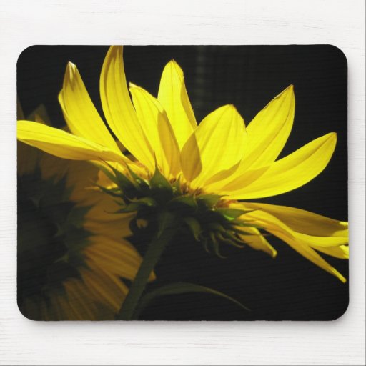 Sunflower mousepad