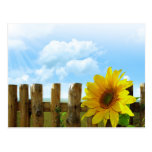 Sunflower Nature Beauty Post Card