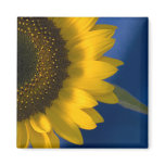 Sunflower on Blue Magnet