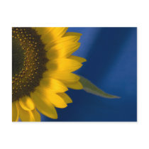Sunflower on Blue