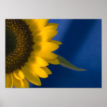 Sunflower on Blue Poster Print