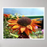 Sunflower on the Bridge of Flowers , Mass posters