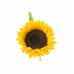 Sunflower On White Background photo sculptures