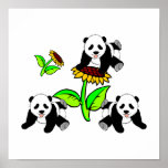 Sunflower Panda Bears Poster