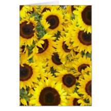 Sunflower Photo Cards