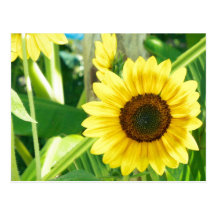 sunflower photo postcard