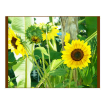 sunflower photo postcard