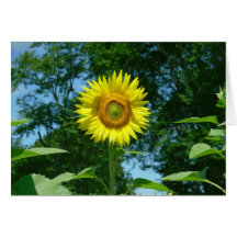 Sunflower photo taken by Lorette Starr Card