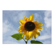 Sunflower Photo Art