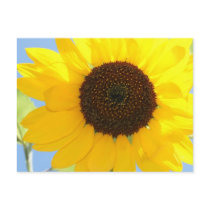 Sunflower Picture Postcard