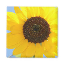 Sunflower Picture Square Magnet