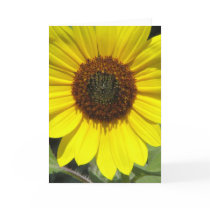 Sunflower Plant Greeting Card