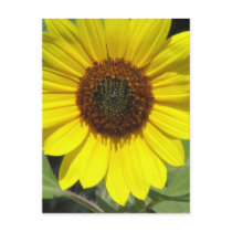 Sunflower Plant Postcard