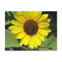 Sunflower Plant Postcard