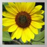 Sunflower Plant Poster posters