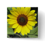 Sunflower Plant Square Pin buttons