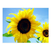 Sunflower Post Card