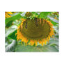 sunflower postcards