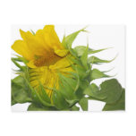 sunflower postcard