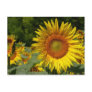 Sunflower Post Card
