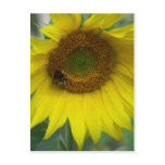 sunflower postcards