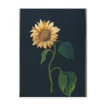 Sunflower postcards