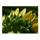 Sunflower Postcard
