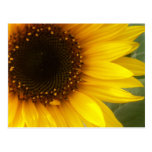 Sunflower postcards