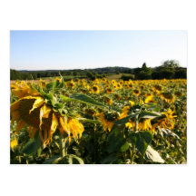 Sunflower Postcard