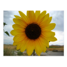 sunflower postcard
