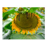 sunflower postcards