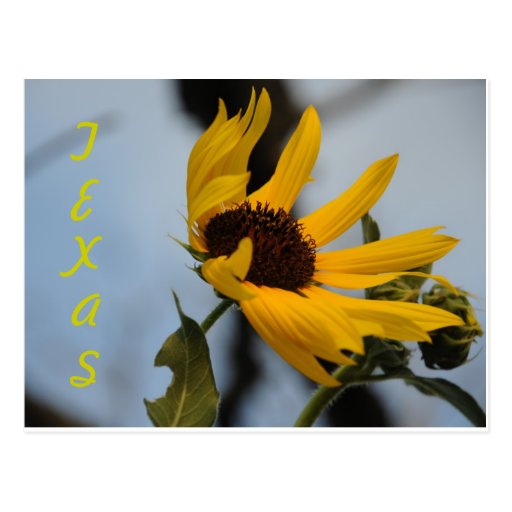 Sunflower Postcards