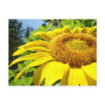Sunflower postcards Customise text Sun Flowers