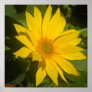 Sunflower Poster