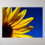 Sunflower Poster posters