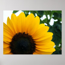 Sunflower Posters