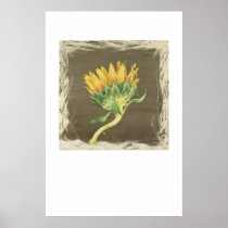 Sunflower Poster