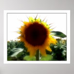 sunflower posters