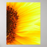 Sunflower posters