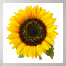 Sunflower Print