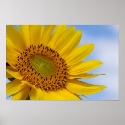Sunflower Print by SuRi_Photography