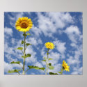 Sunflower Print