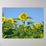 sunflower print
