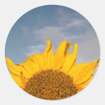 Sunflower rising like the sun round stickers