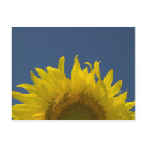 Sunflower Rising Postcard