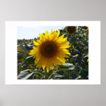 Sunflower, Rota, Spain Print