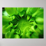 Sunflower Seed Pod Macro posters