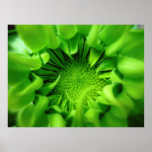 Sunflower Seed Pod Macro Print